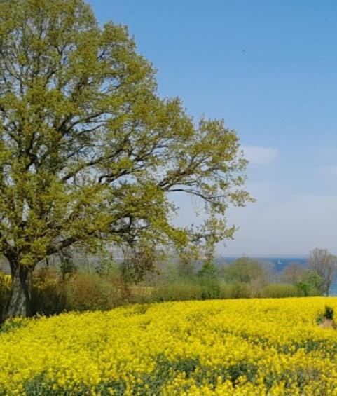 Ferienwohnung Wikingerland Langballig ภายนอก รูปภาพ